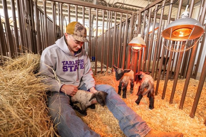 Ag Student with lambs