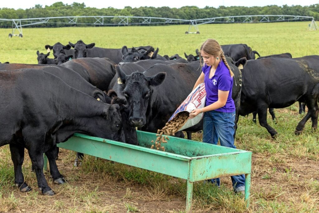 WEBCollege Farm Angus Cattle 2120