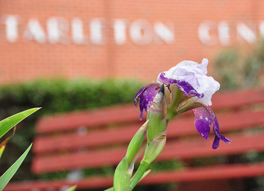 tarleton center