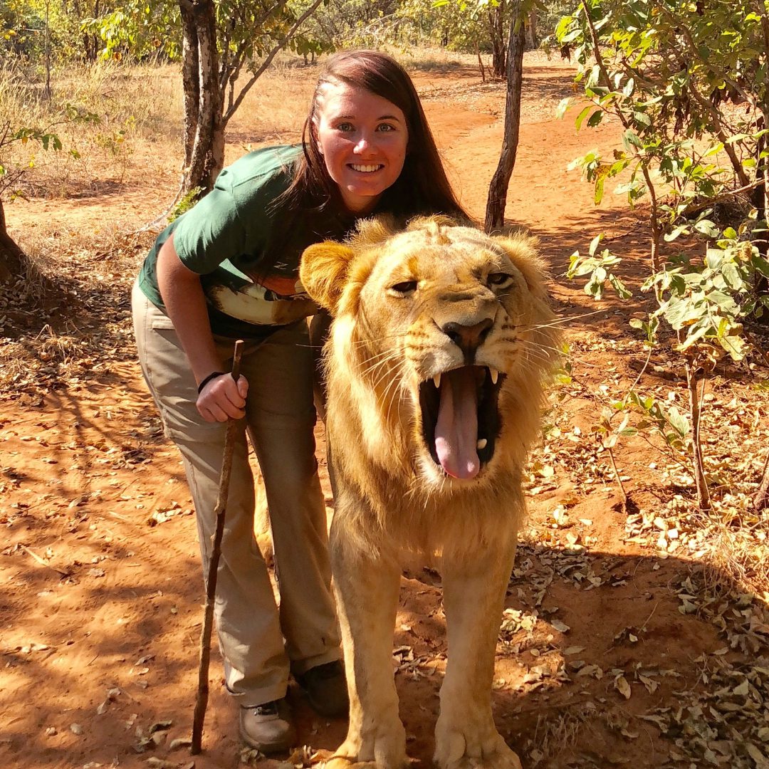 Ag student lion encounter!