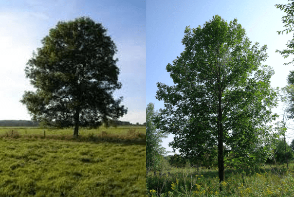 Bottomland trees 1