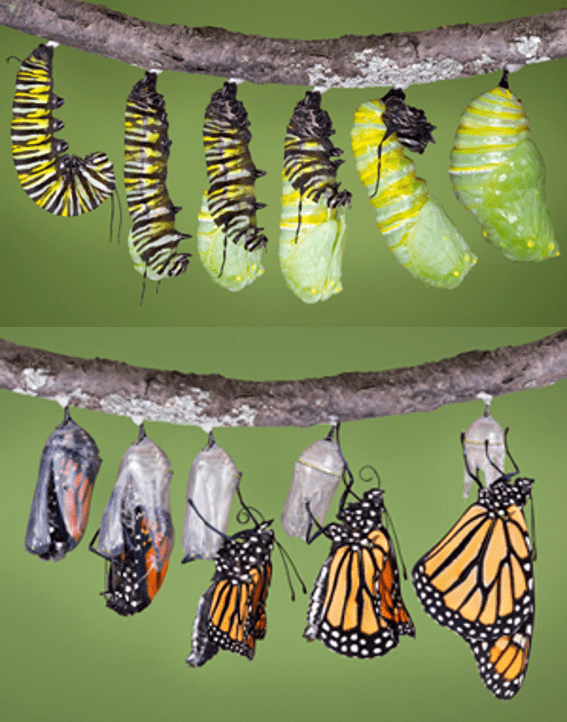 Monarch Life Cycle and Natural History