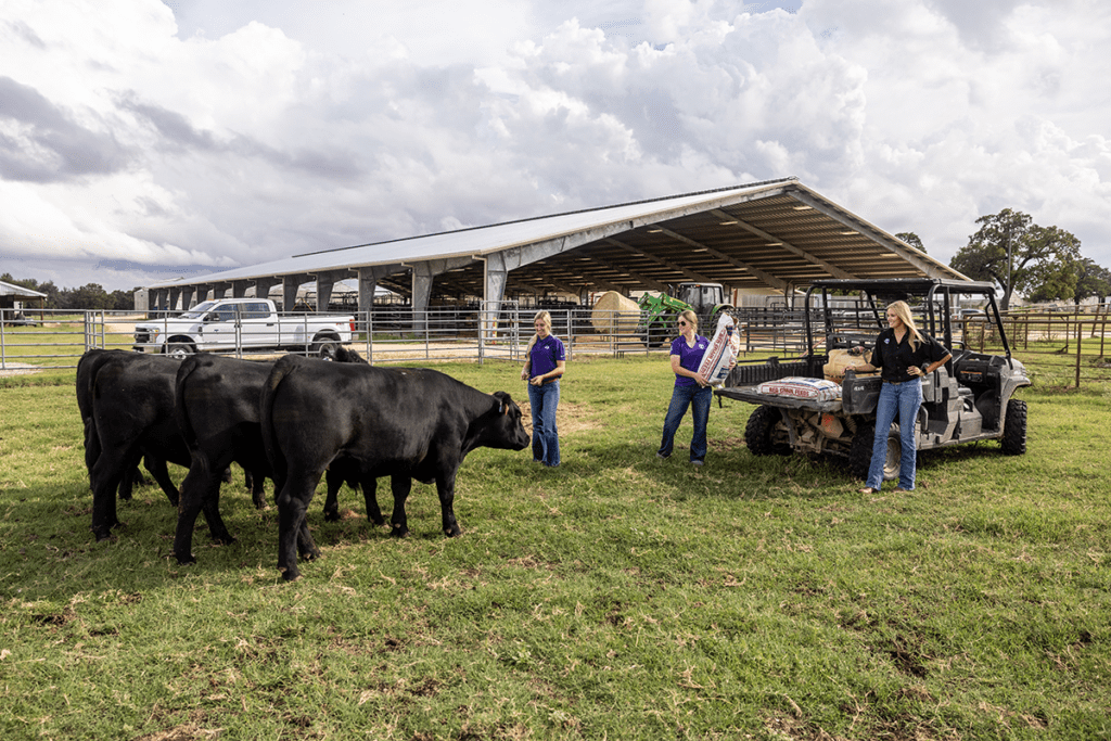 College Farm Angus Cattle 0595